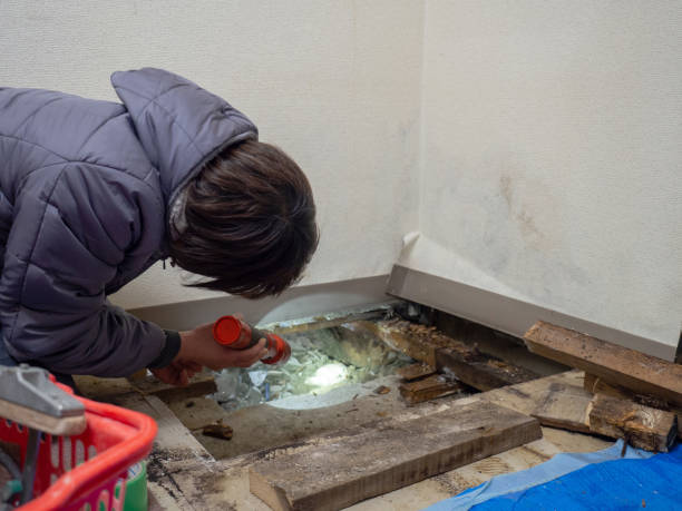 Best Mold Prevention Services  in New Lno, LA