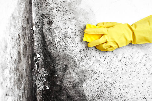 Best Mold Remediation for Healthcare Facilities  in New Lno, LA