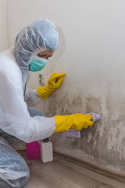 Best Mold-Related Health Consultation  in New Lno, LA