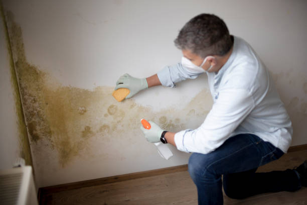 Best Mold-Related Health Consultation  in New Lno, LA